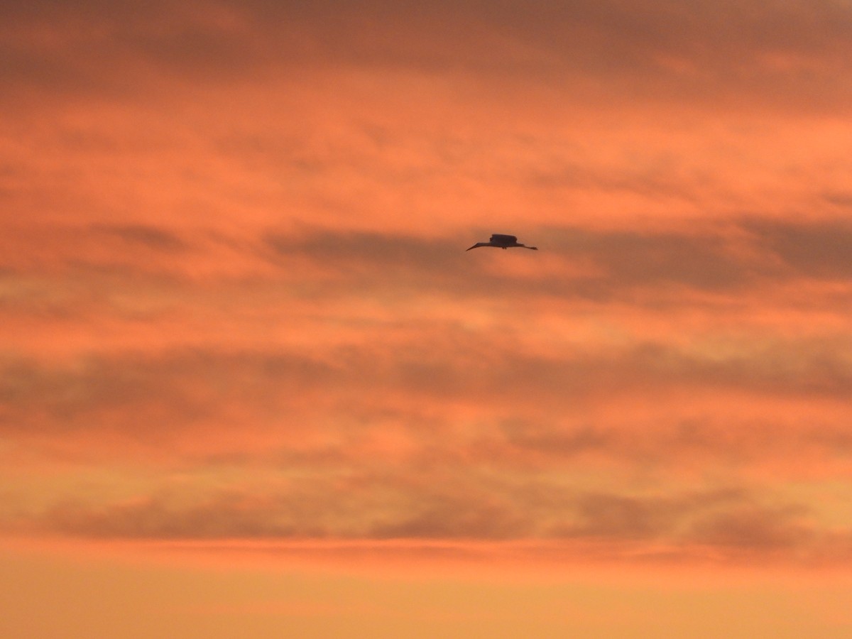 Oriental Stork - ML646224546