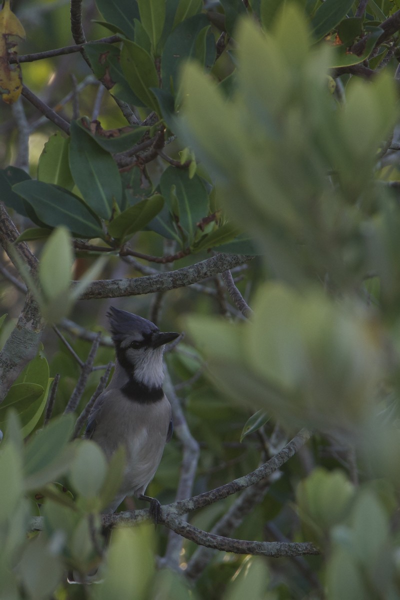 Blue Jay - ML646224549