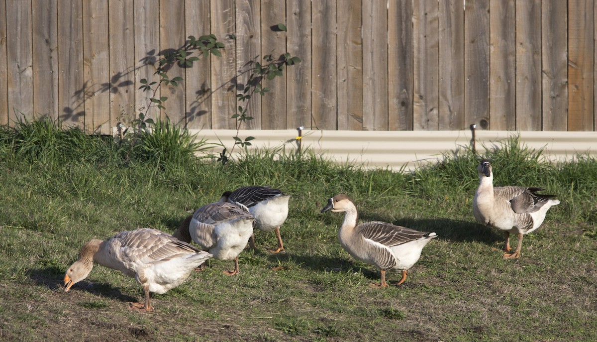 Domestic goose sp. (Domestic type) - ML646224550