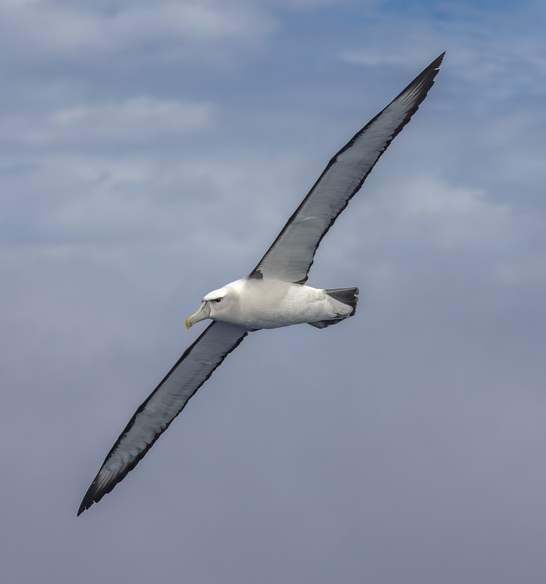 White-capped Albatross - ML646224551