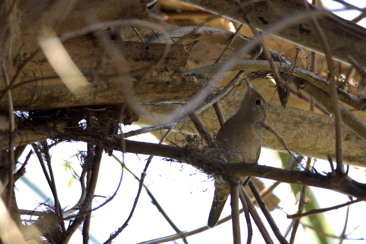Northern House Wren - ML646224552