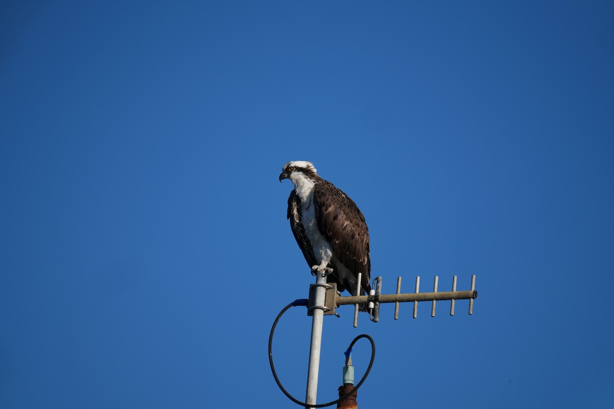 Osprey - ML646224553