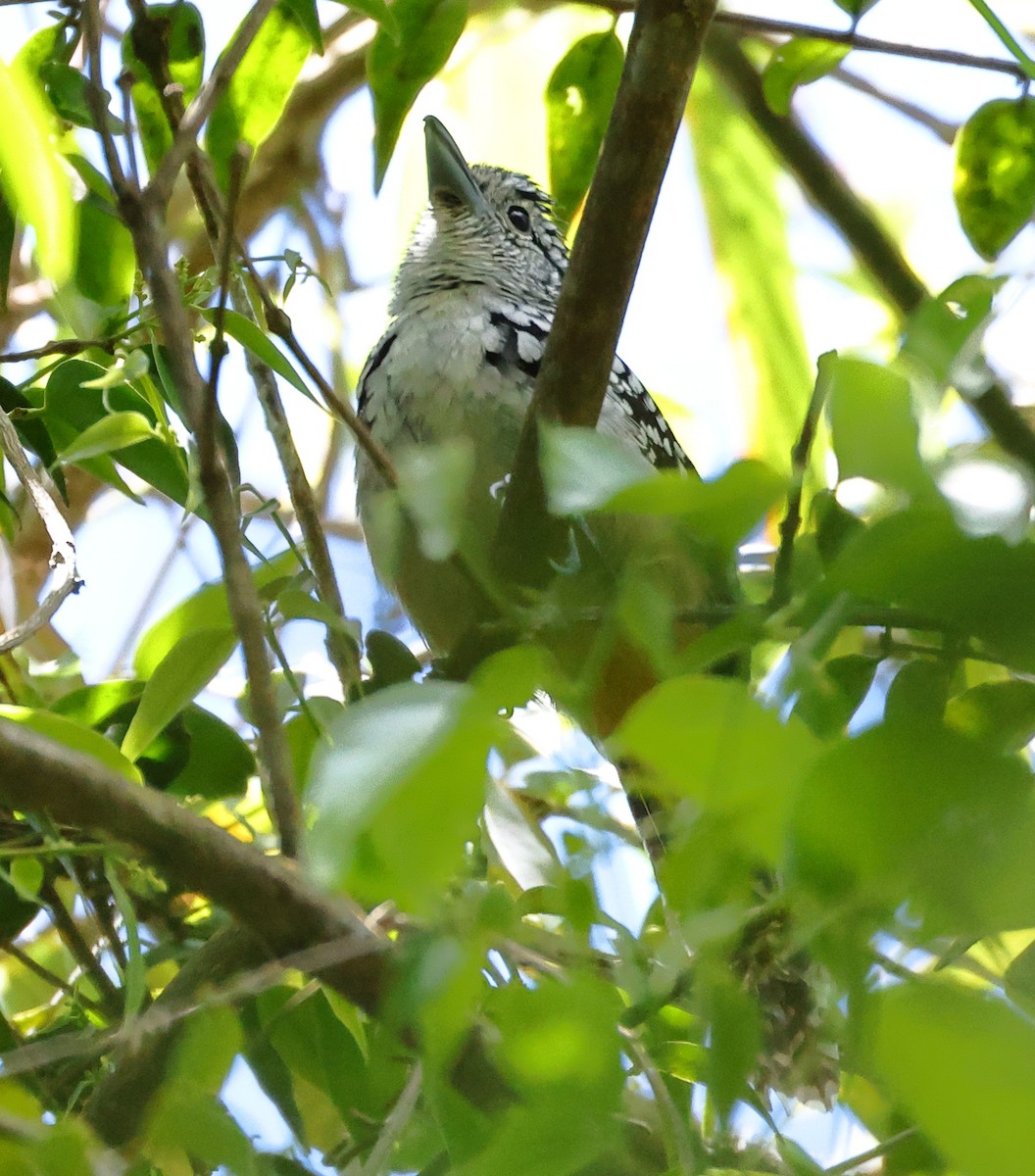 Spot-backed Antshrike - ML646224557