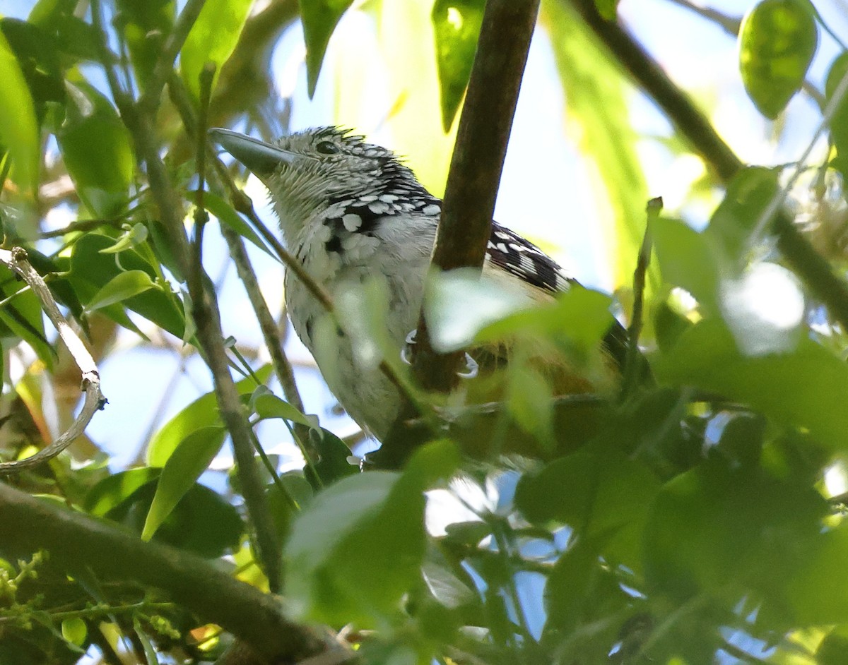 Spot-backed Antshrike - ML646224558