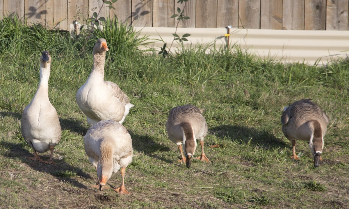 Domestic goose sp. (Domestic type) - ML646224559
