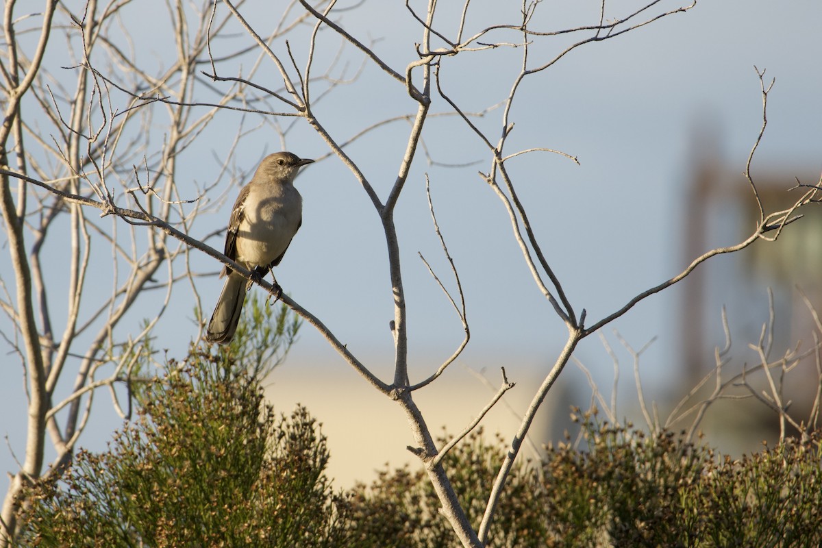 Northern Mockingbird - ML646224561