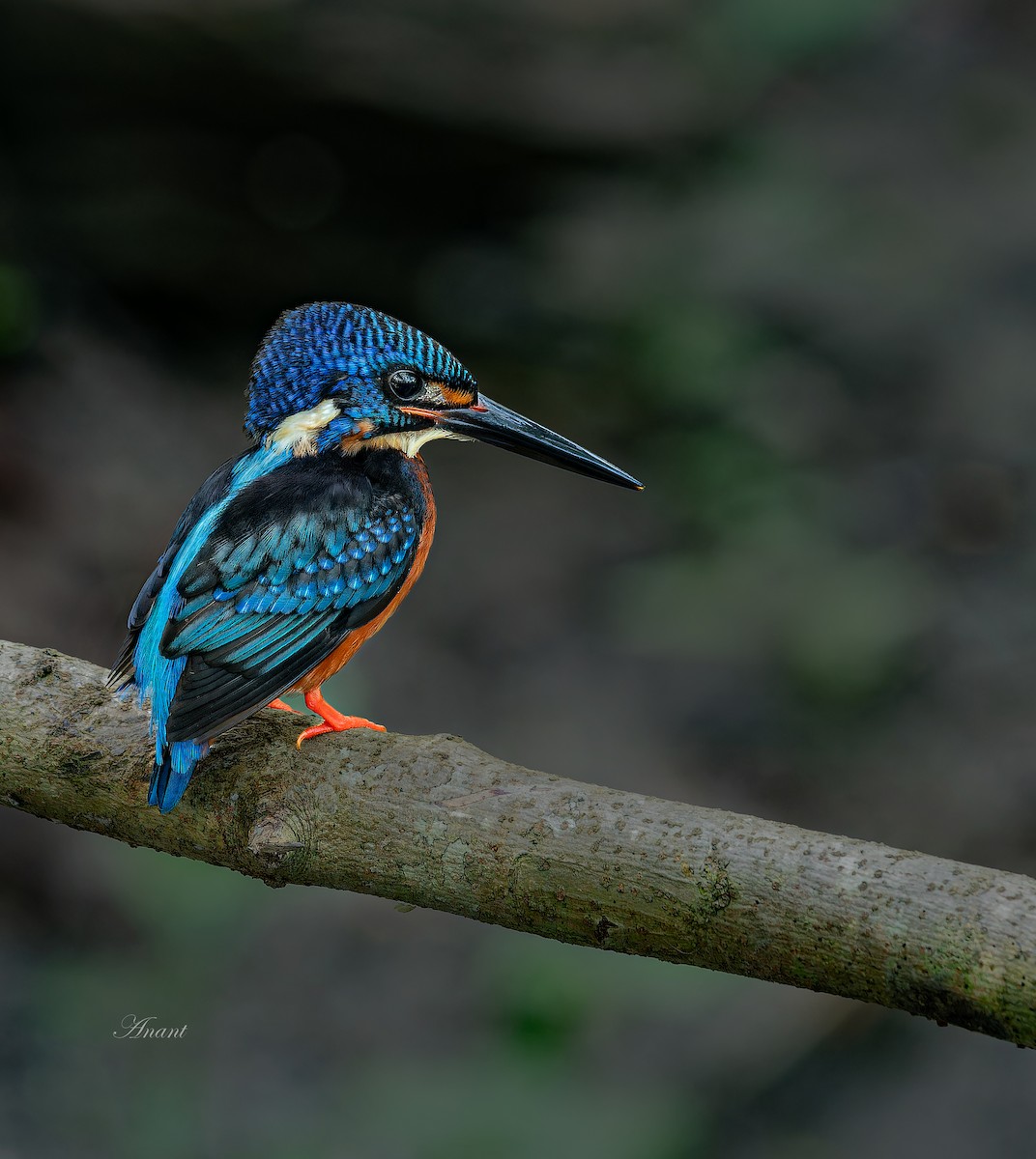 Blue-eared Kingfisher - ML646224562