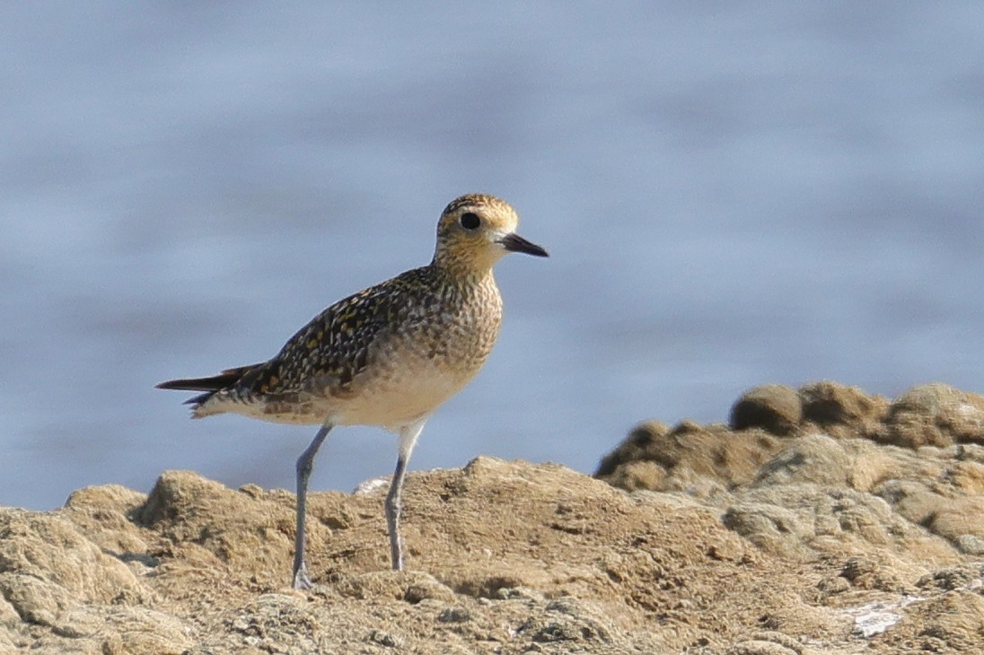 Pacific Golden-Plover - ML646224564