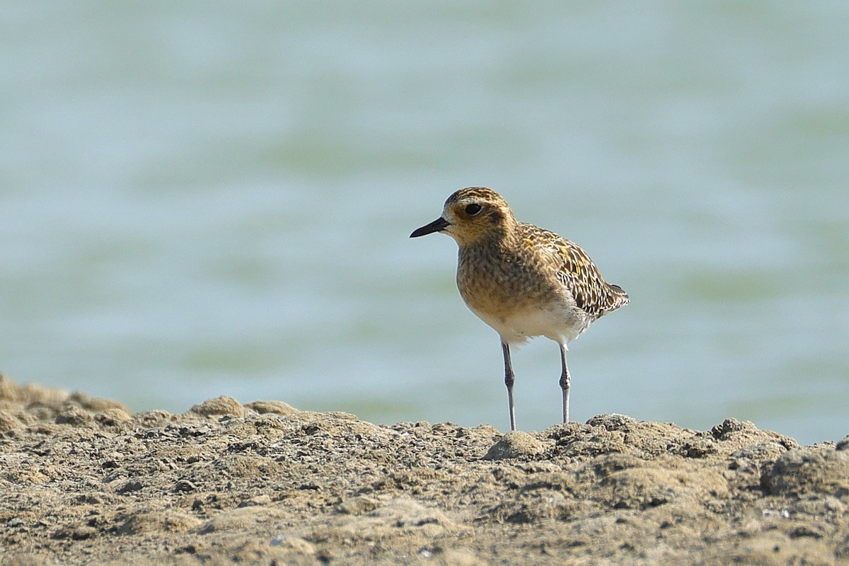 Pacific Golden-Plover - ML646224565
