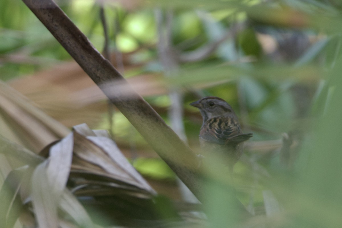Swamp Sparrow - ML646224566
