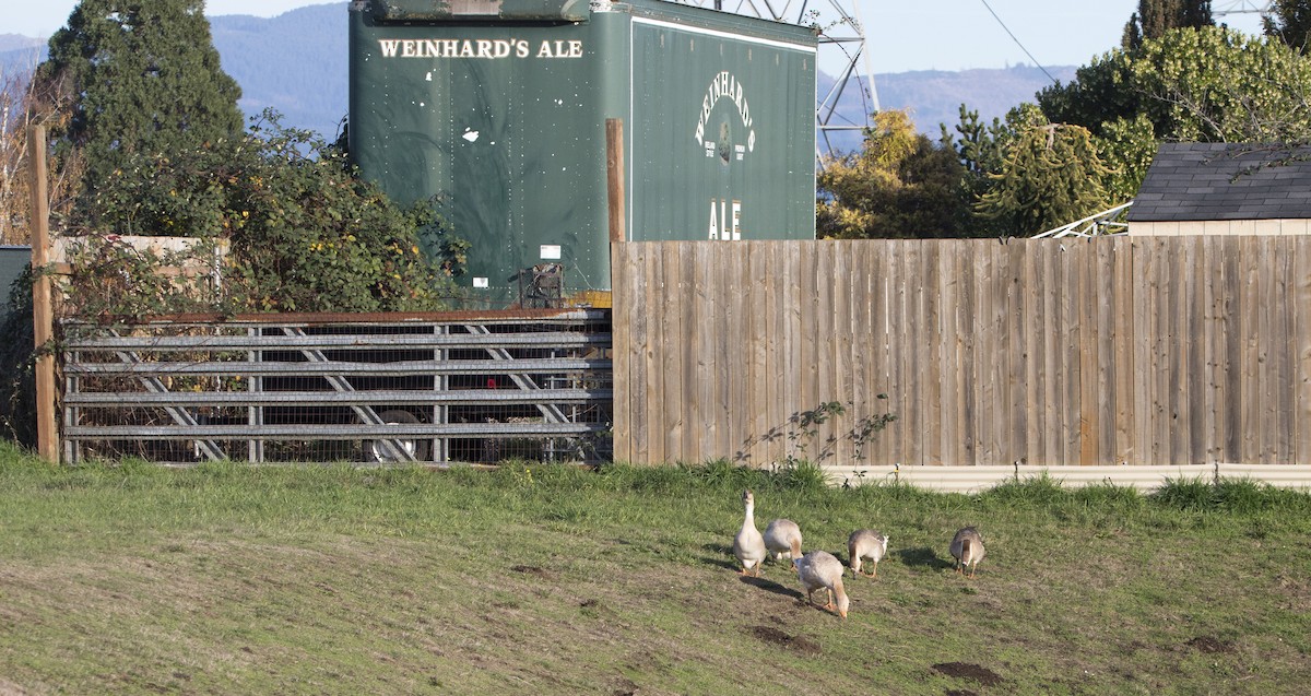 Domestic goose sp. (Domestic type) - ML646224568