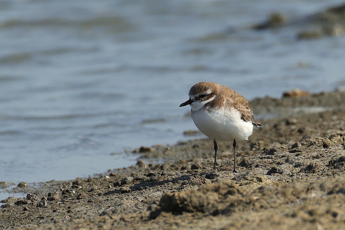 Tibetan Sand-Plover - ML646224569