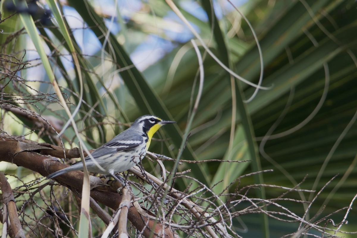 Paruline à gorge jaune - ML646224573