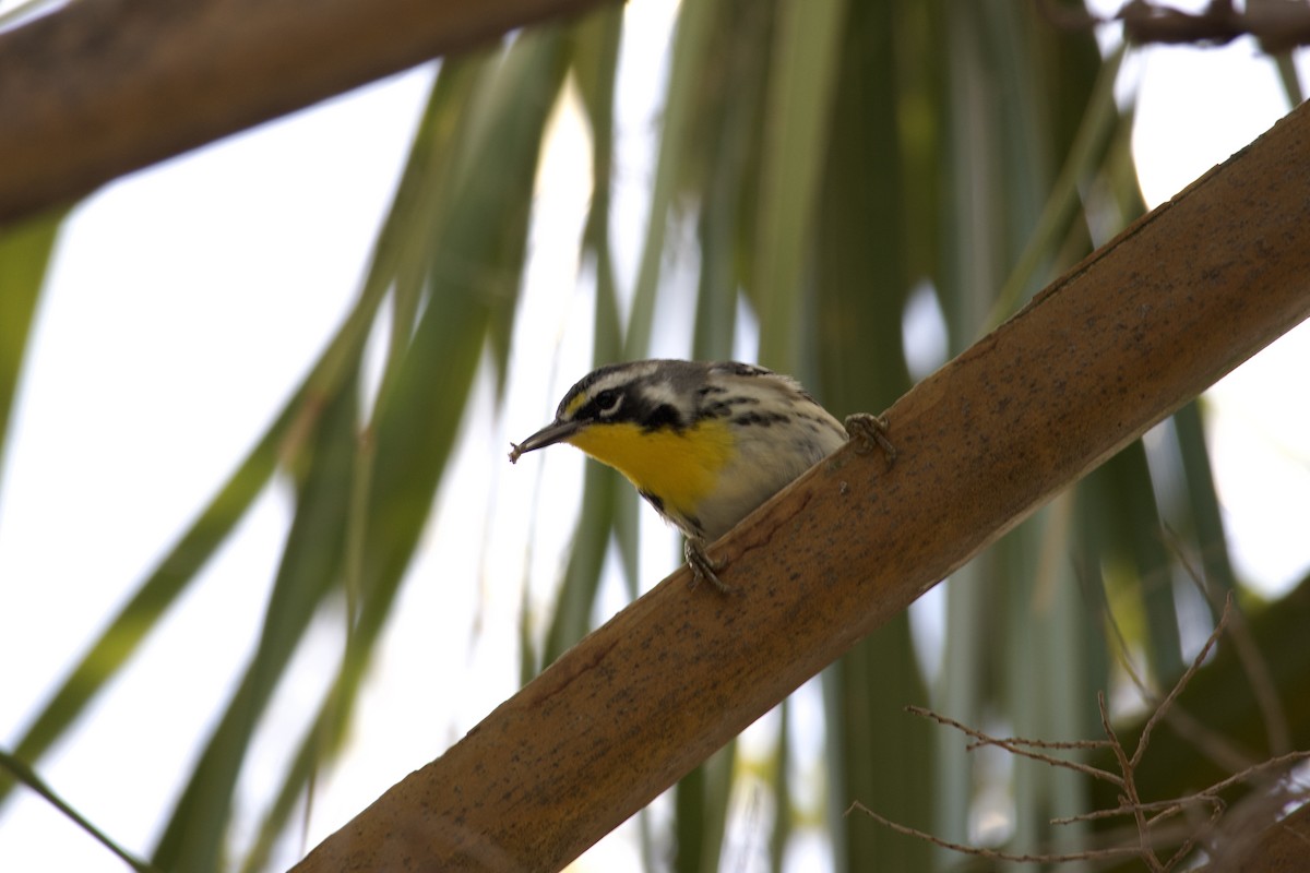 Paruline à gorge jaune - ML646224574