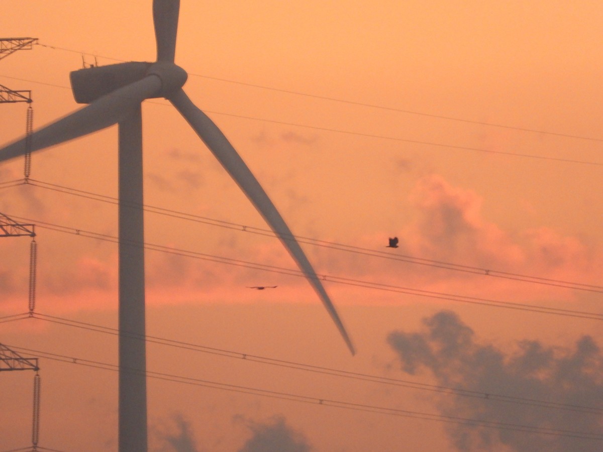 Eastern Marsh Harrier - ML646224575