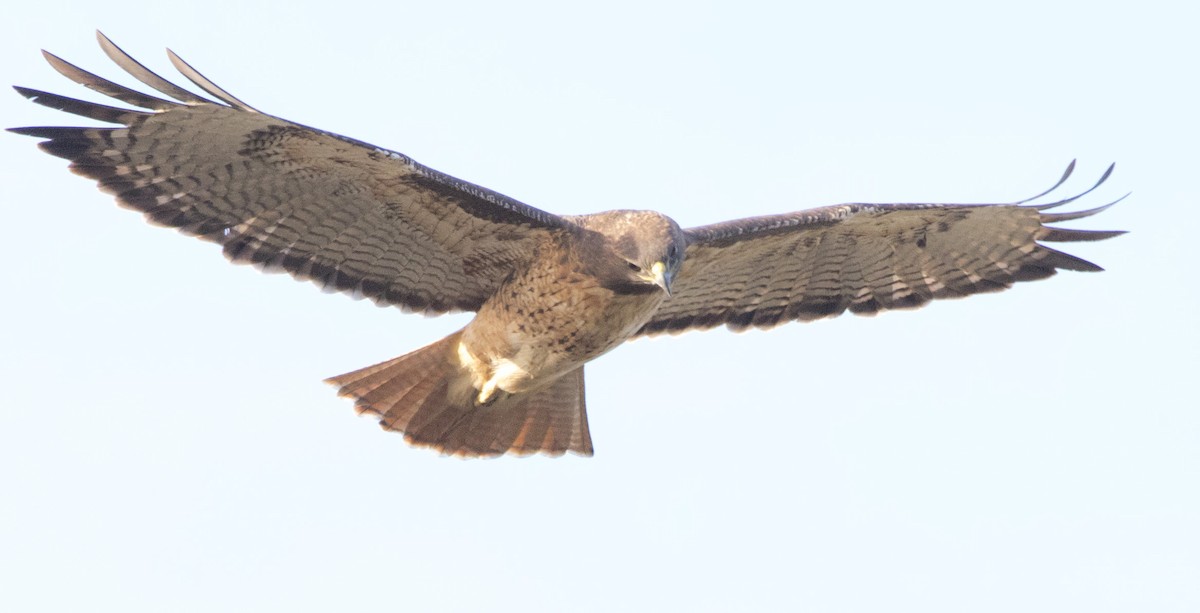 Канюк неоарктичний - ML646224578