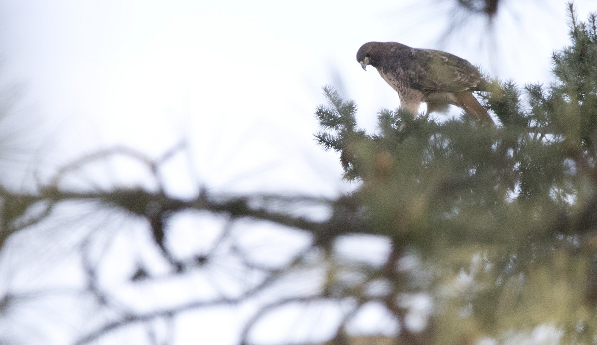 Канюк неоарктичний - ML646224581