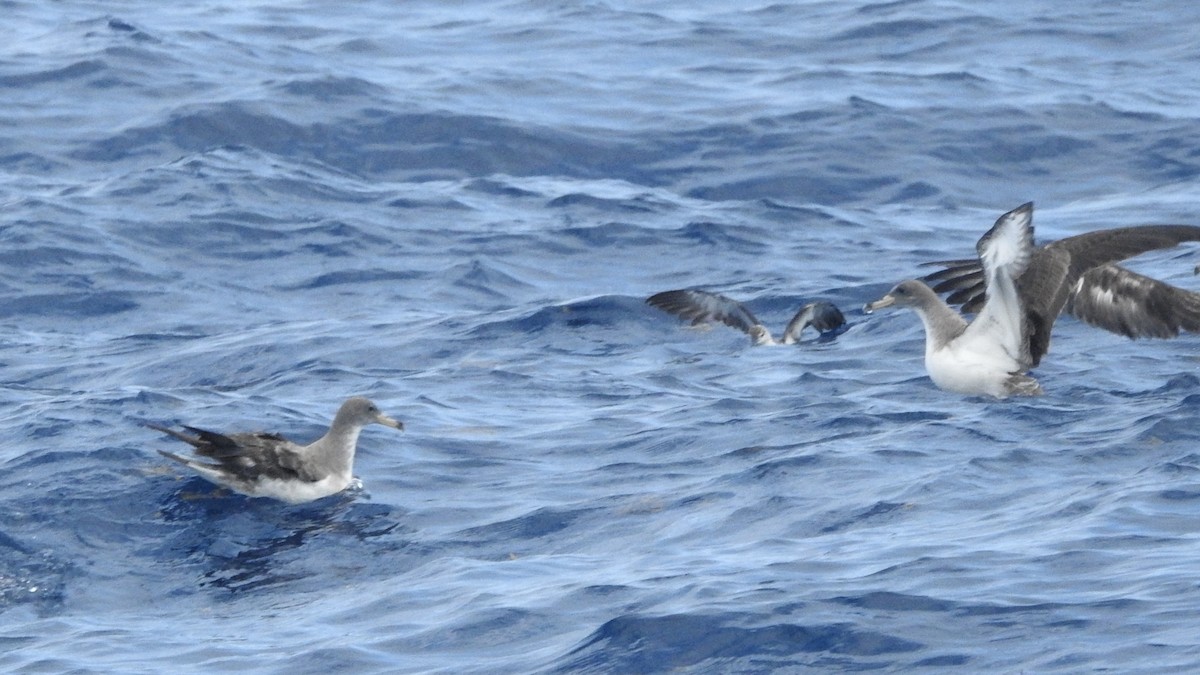 Scopoli's Shearwater - ML646224582