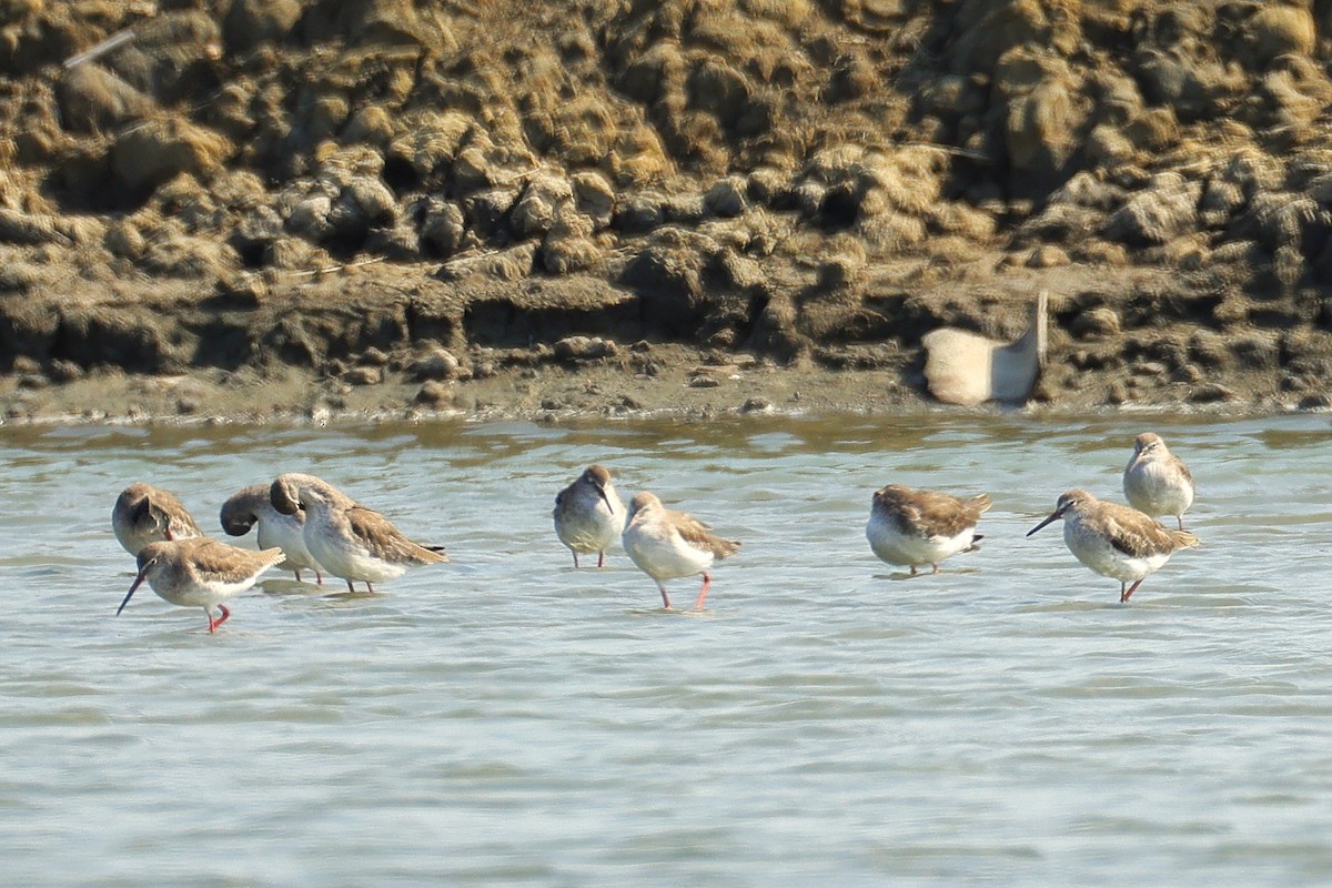 Common Redshank - ML646224583