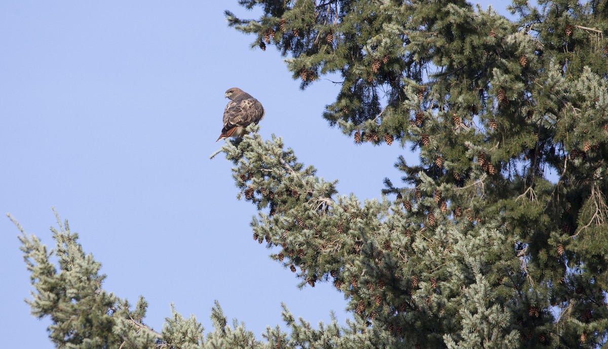 Канюк неоарктичний - ML646224584