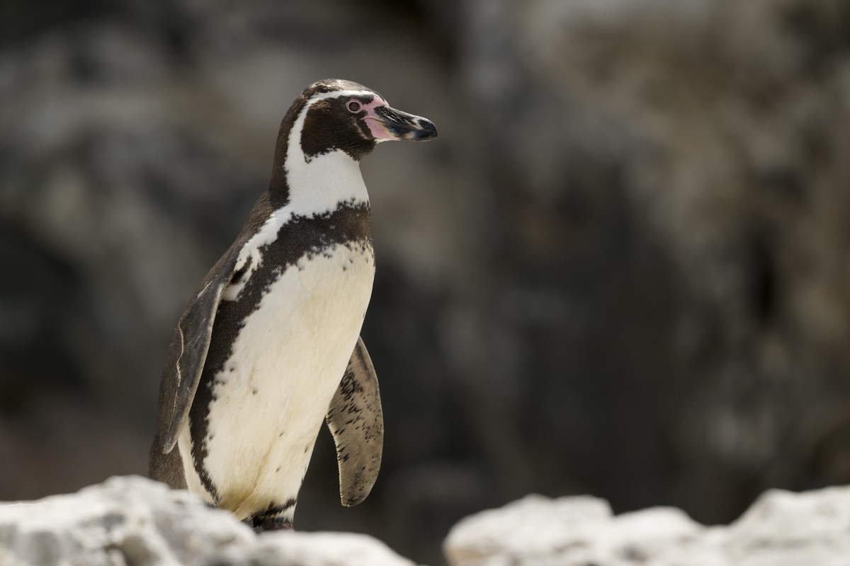 Humboldt Penguin - ML646224593
