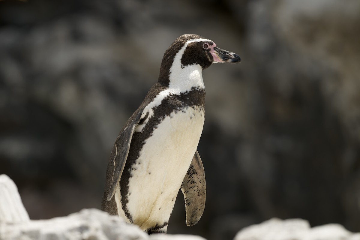 Humboldt Penguin - ML646224594