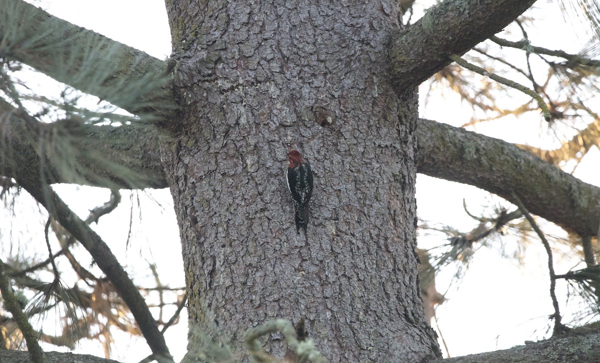 datel červenoprsý - ML646224598