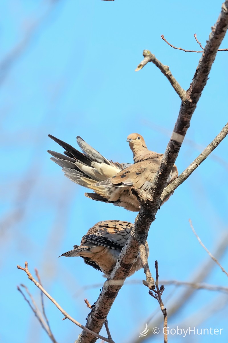 Mourning Dove - ML646224600