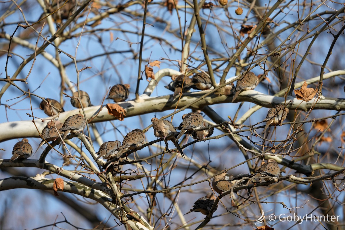 Mourning Dove - ML646224601