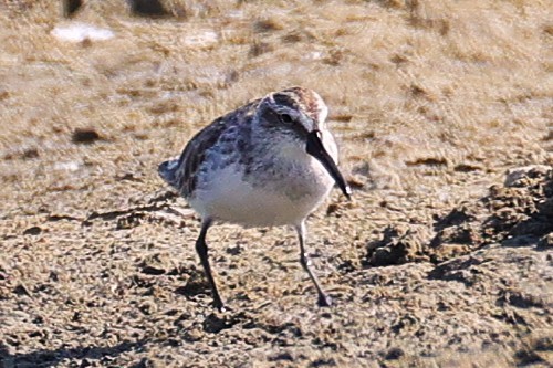 Broad-billed Sandpiper - ML646224602