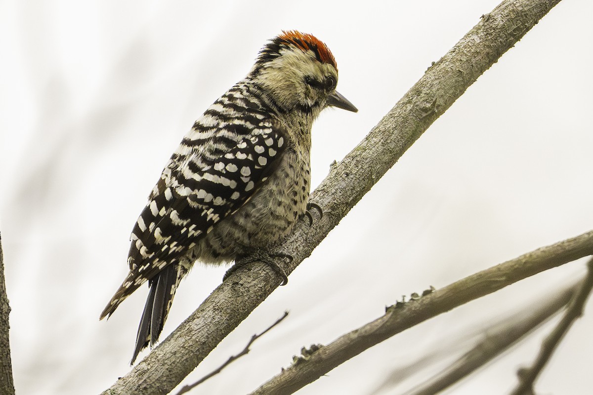 Ladder-backed Woodpecker - ML646224606