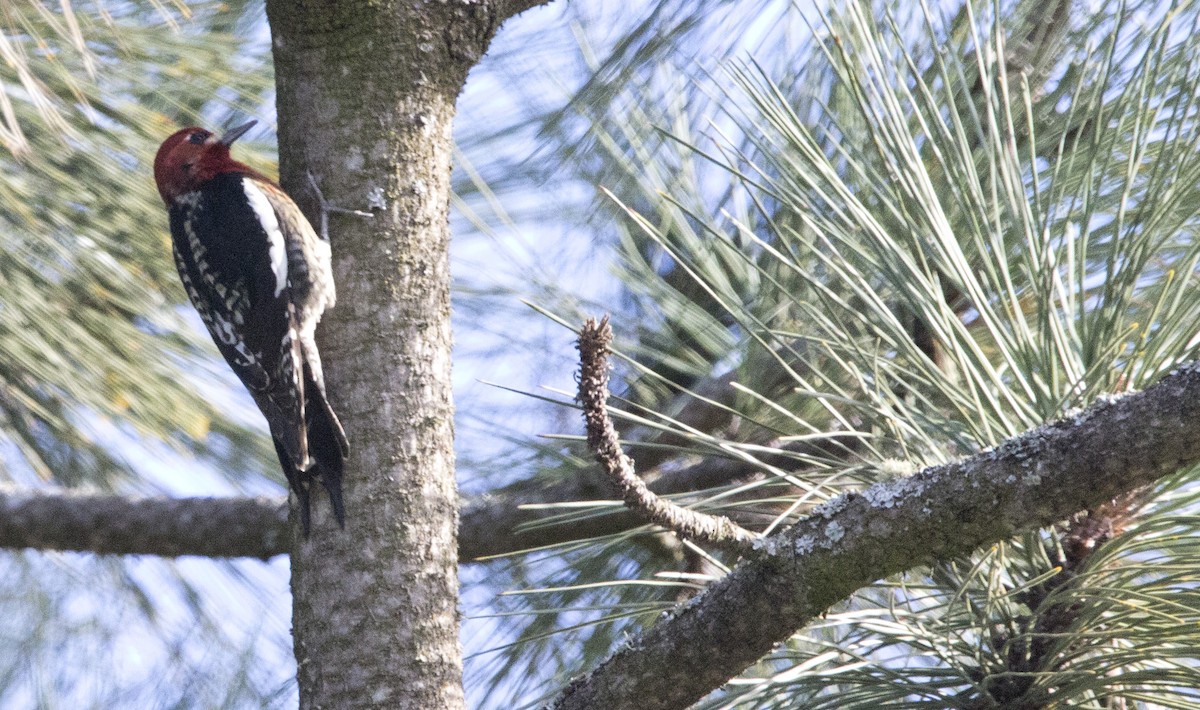 datel červenoprsý - ML646224612