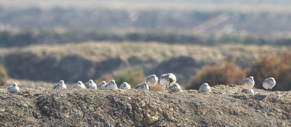 Curlew Sandpiper - ML646224618