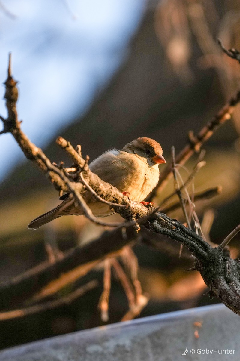 דרור הבית - ML646224619