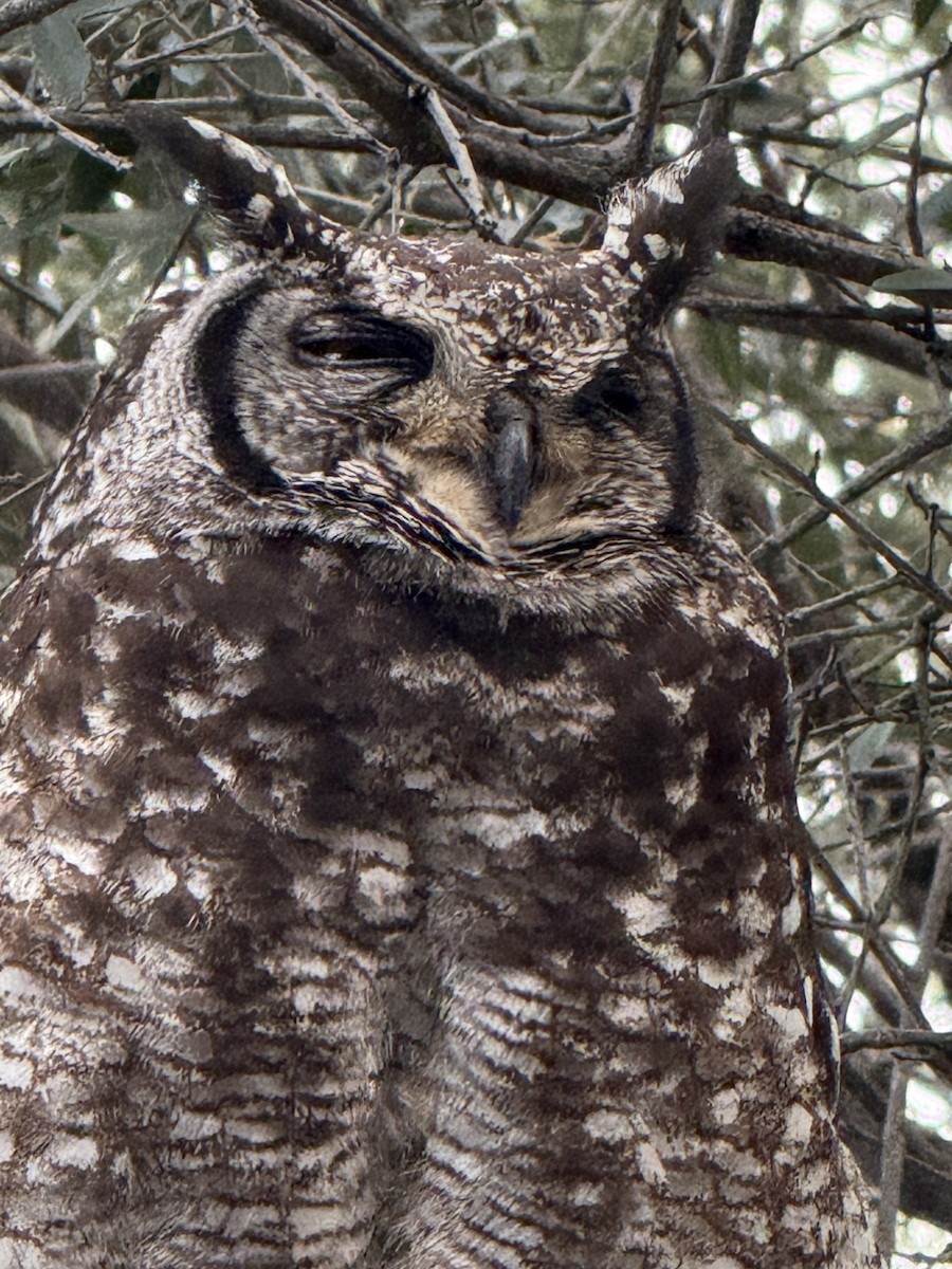 Spotted Eagle-Owl - ML646224621