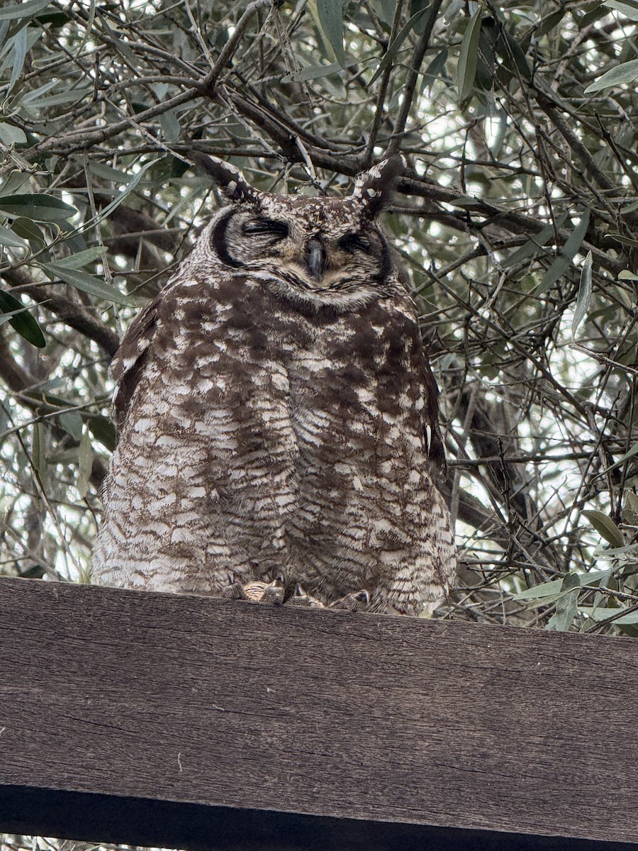 Spotted Eagle-Owl - ML646224622