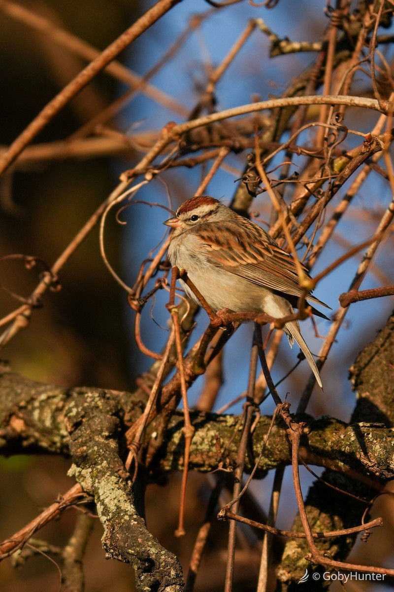 チャガシラヒメドリ - ML646224624