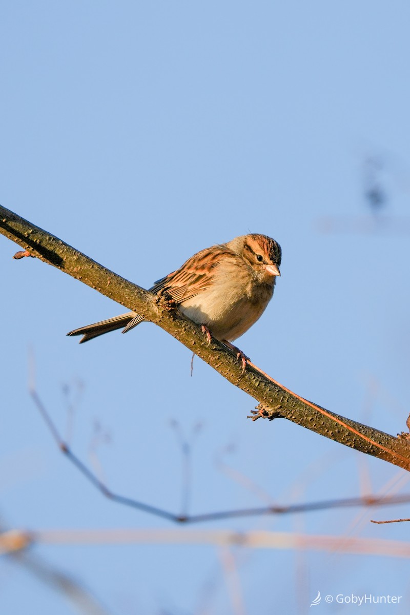 チャガシラヒメドリ - ML646224625