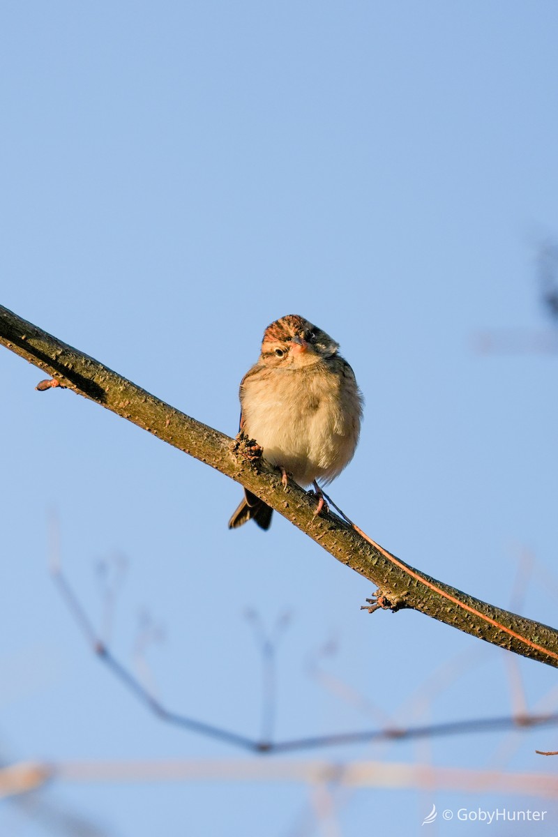 チャガシラヒメドリ - ML646224626