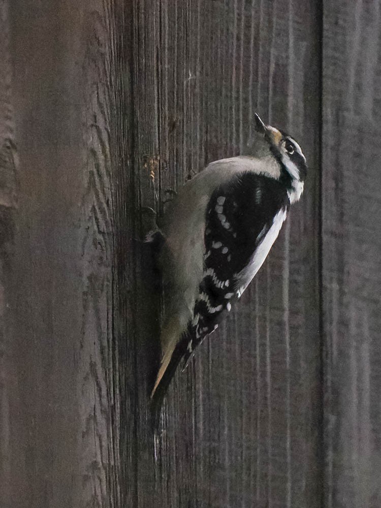 Downy Woodpecker - ML646224628