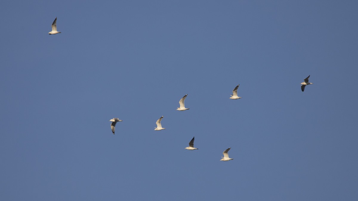 カモメ亜科 - ML646224632