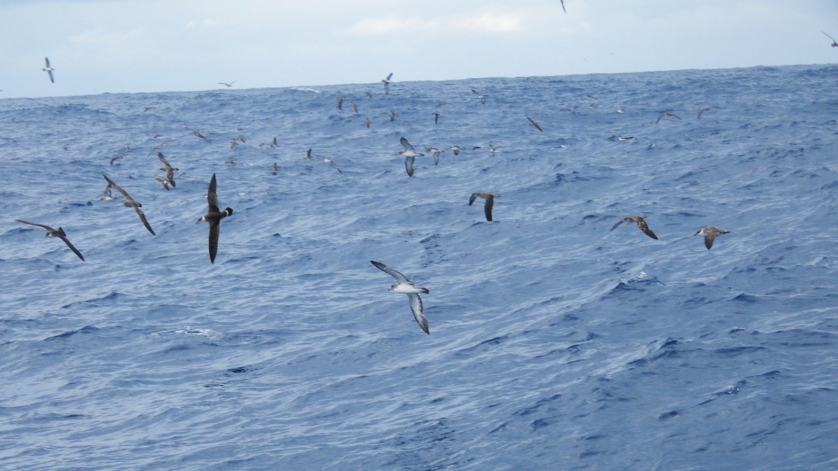 オニミズナギドリ／チチュウカイオニミズナギドリ - ML646224633