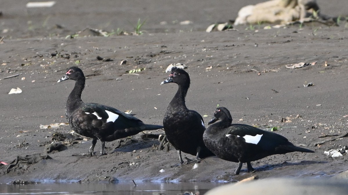 ノバリケン - ML646224634