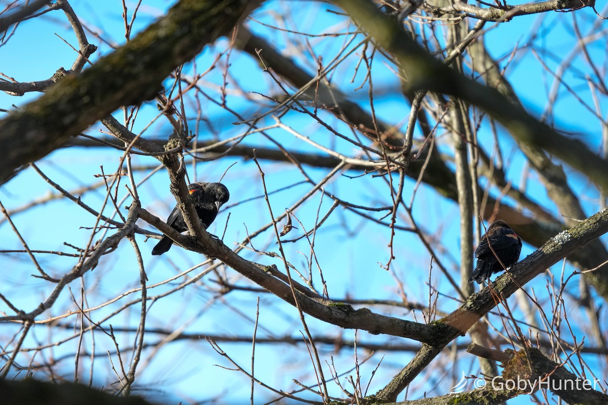 ハゴロモガラス - ML646224635