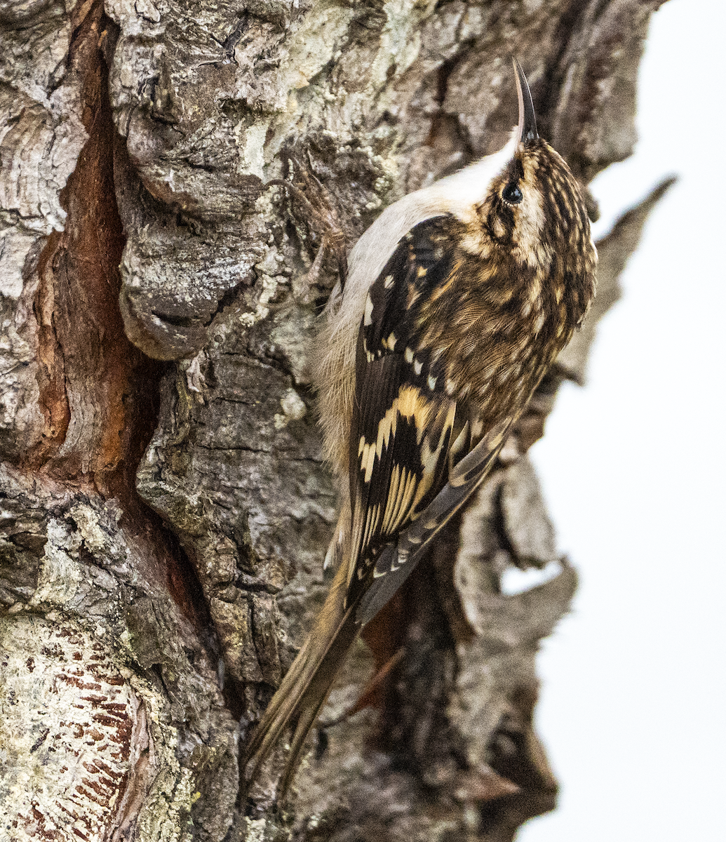 アメリカキバシリ - ML646224636