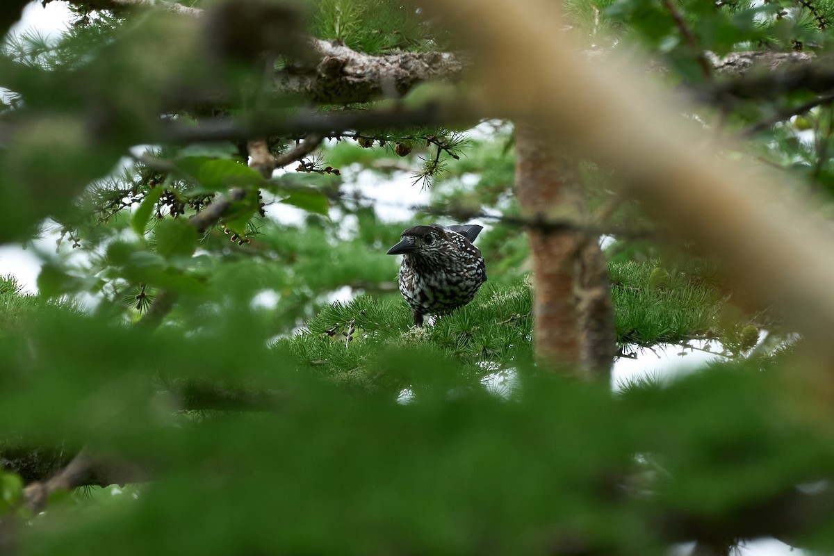 ホシガラス - ML646224637