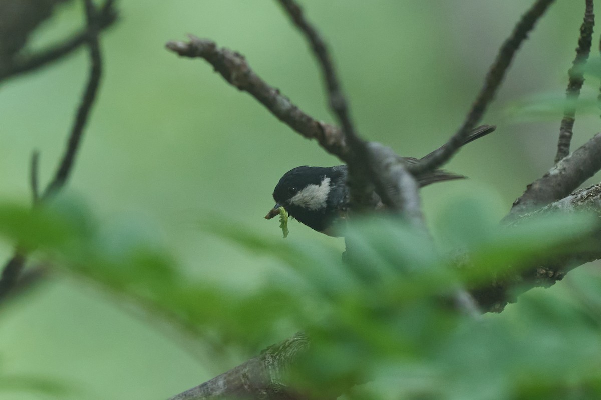 ヒガラ - ML646224641