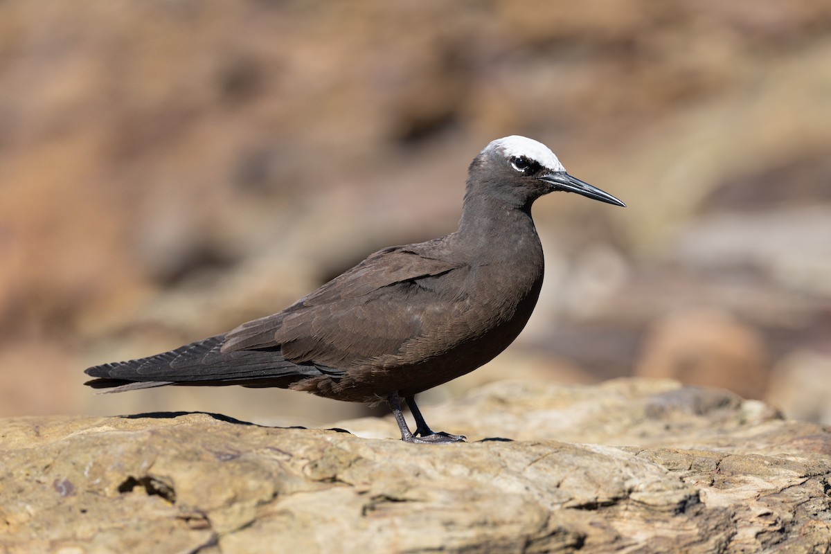 ヒメクロアジサシ - ML646224642