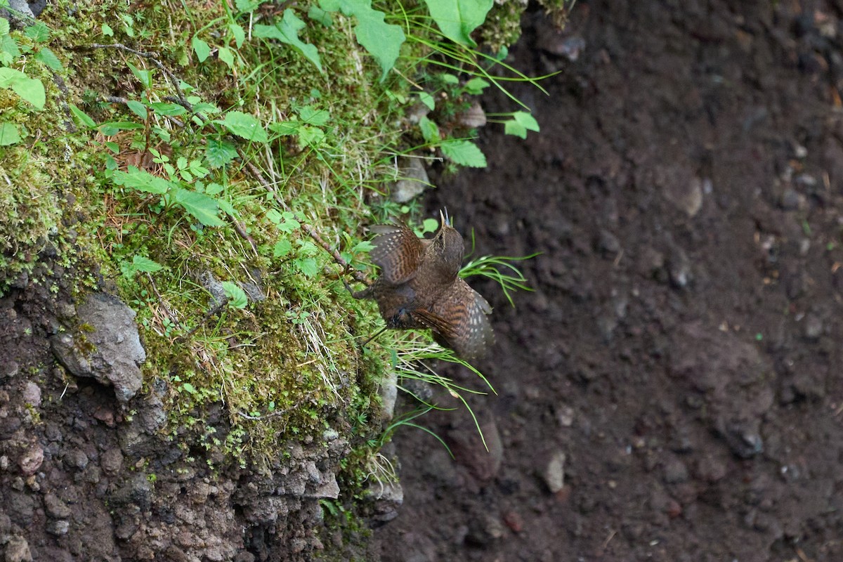 ミソサザイ - ML646224643