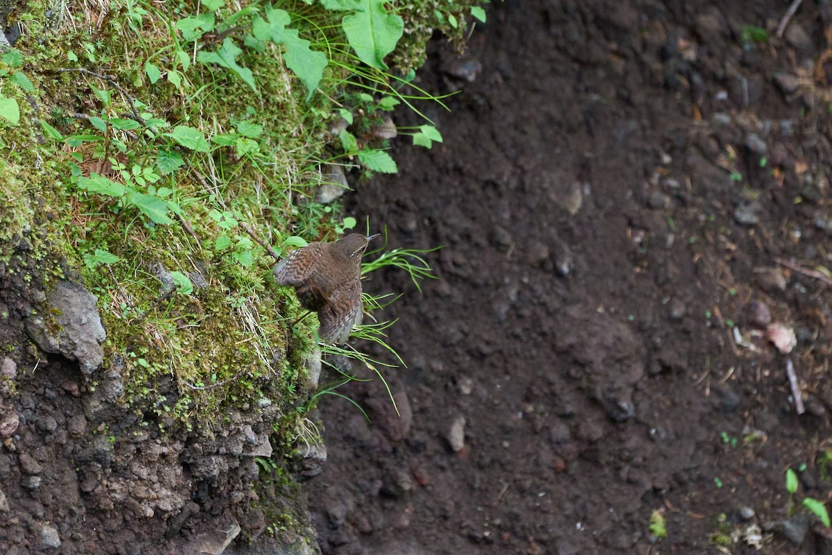 ミソサザイ - ML646224644